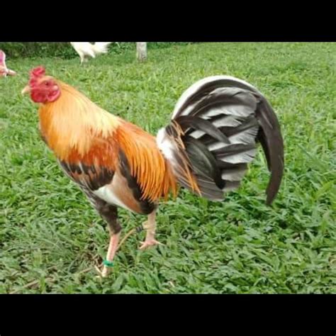 Negros Gamefowl Research and Outreach Services.